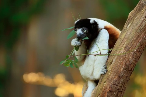Crowned sifaka