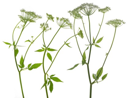 Flowering ground elder