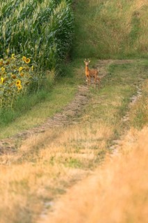 European roe deer