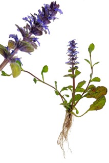 Blue bugle