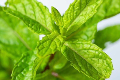 Macrophotography of Fresh peppermint