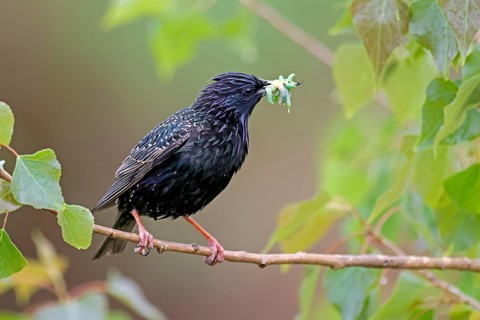 Starling