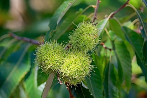 Horse-chestnut