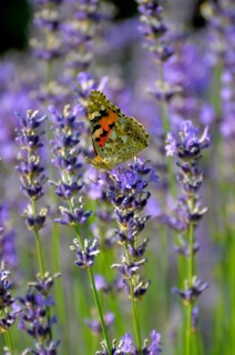 Thistle butterfly on lavender flower