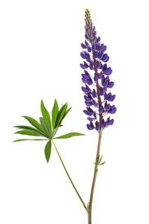Bush of a lupine