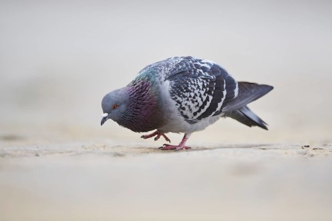 Feral pigeons