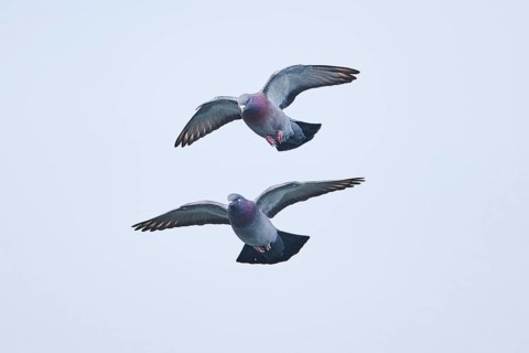 Feral pigeons