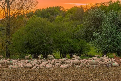 Fenced in flock of sheep on Hohenbol an der Teck