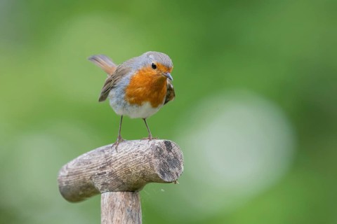 European robin
