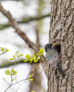 Starling