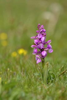 Green-winged orchid