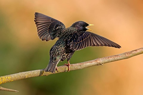 Starling