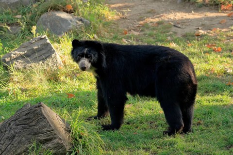 Spectacled bear