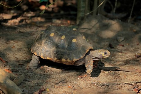 Red-footed tortoise