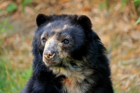 Spectacled bear