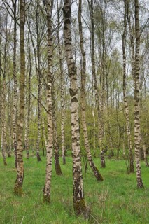 Birch forest