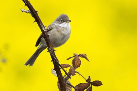 Common whitethroat