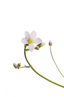 Flowers of
