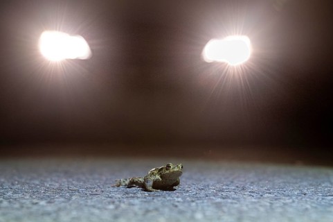Common toad
