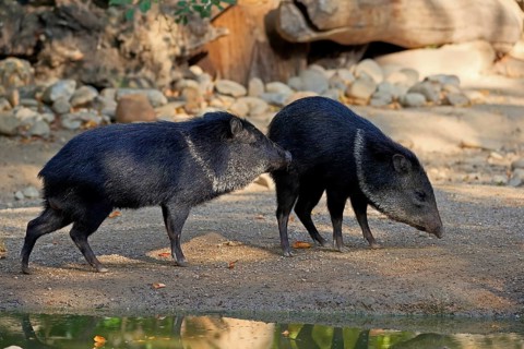 Collared Peccary