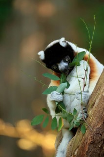 Crowned sifaka