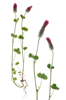 Incarnate clover
