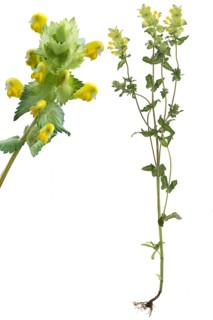 Greater Yellow Rattle y