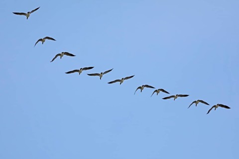 Barnacle geese
