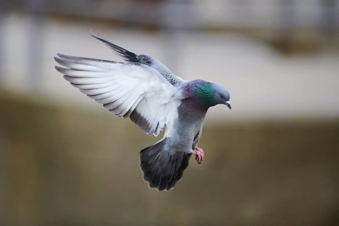 Feral pigeons