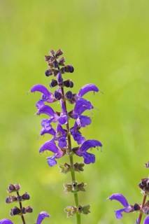 Meadow Clary