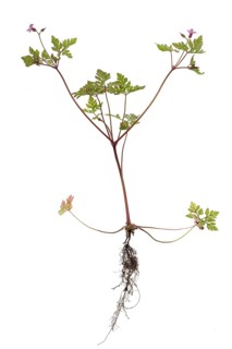 Ruprechtskraut or Stinking Cranesbill