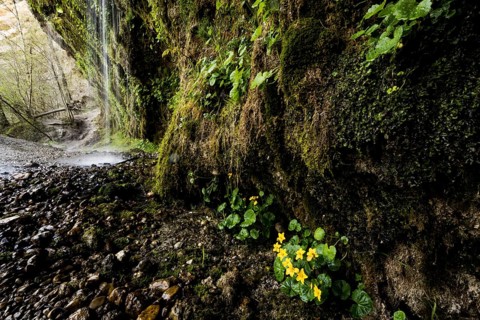 Marsh marigold