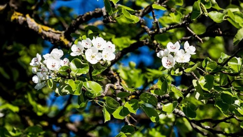 Pear tree blossoms
