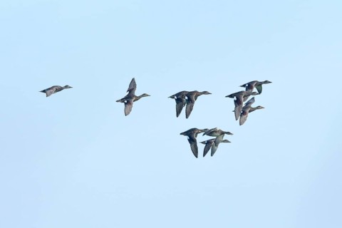 Gadwall