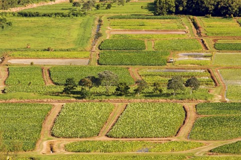 Hanalei valley and taro fields on kauai