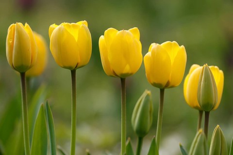 Tulips bloom