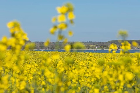 Rape field in bloom near Kopperby