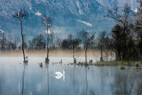 Mute swan