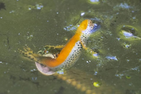 Grass snake