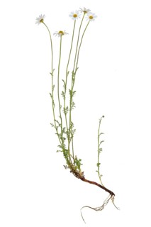 Tanacetum cinerariifolium