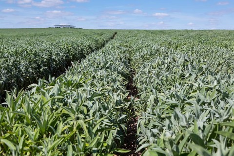 Field with sage