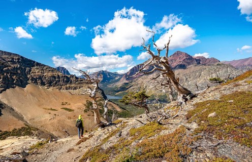 Hiker between dead trees