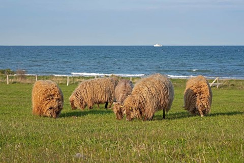 Norwegian sheep on the dike