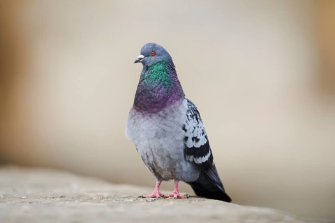 Feral pigeons