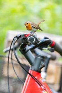 European robin