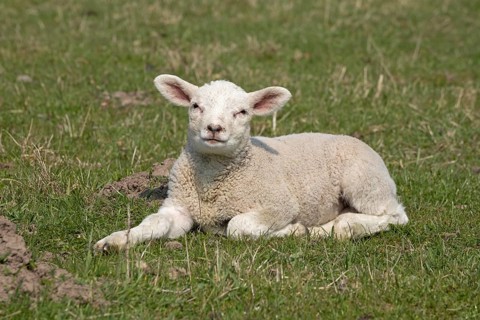 Lamm