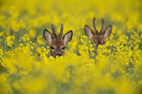 Roebuck in the rape