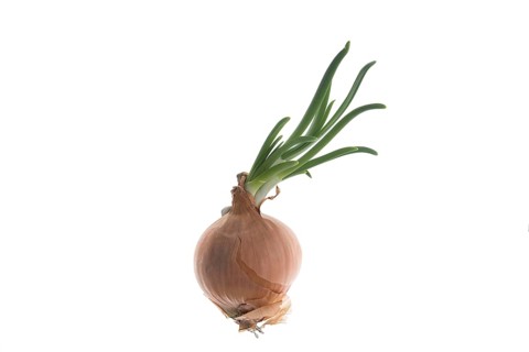 Sprouting onion