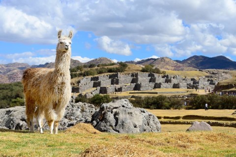Llama