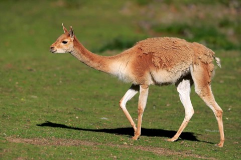 Vicuna